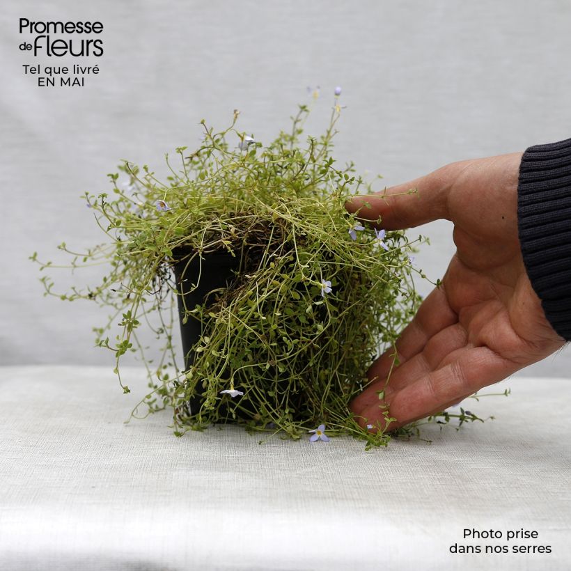 Example of Houstonia caerulea Millard's Variety Godet de 8/9 cm as you get in printemps