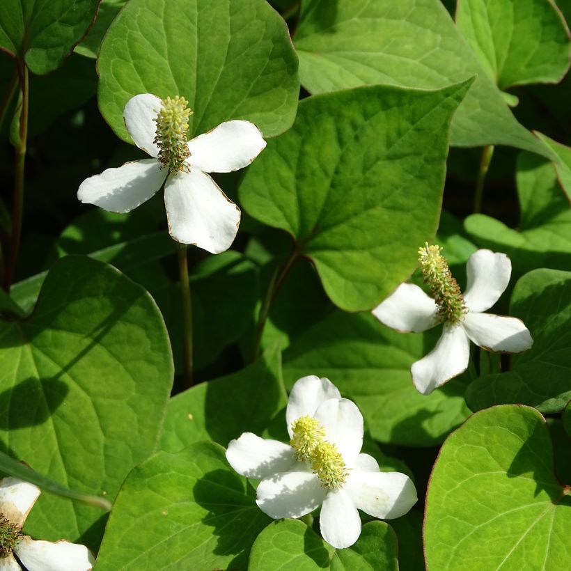 Houttuynia cordata - Coriandre des bois (Flowering)