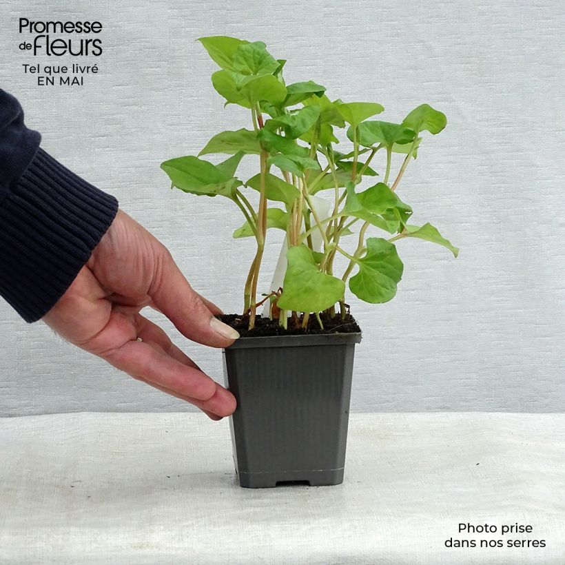 Example of Houttuynia cordata - Coriandre des bois Godet de 8/9 cm as you get in printemps