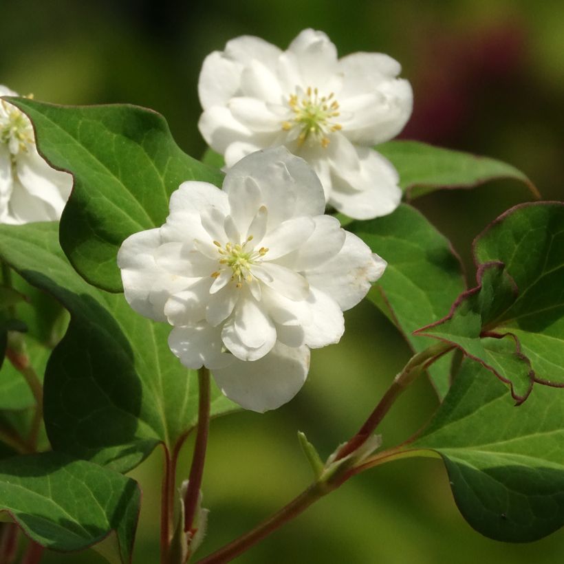 Houttuynia cordata Flore Pleno (Floraison)