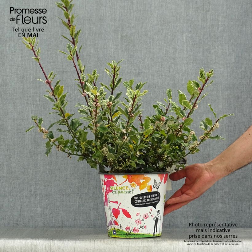 Example of Houx - Ilex aquifolium Ingramii Pot de 2L/3L as you get in printemps