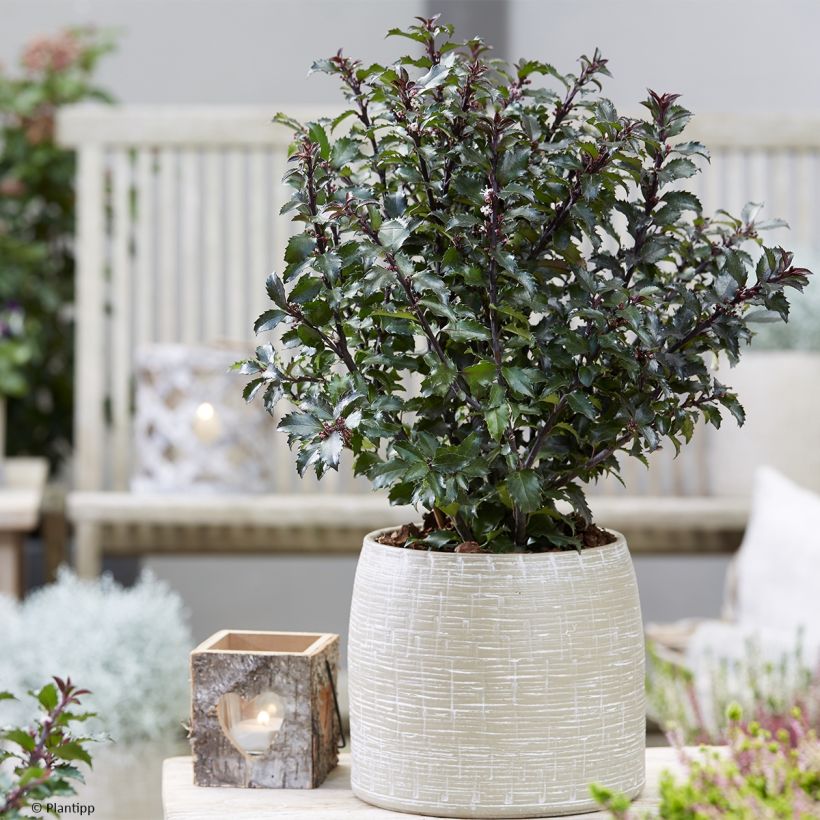 Houx - Ilex meserveae Gentle (Port)