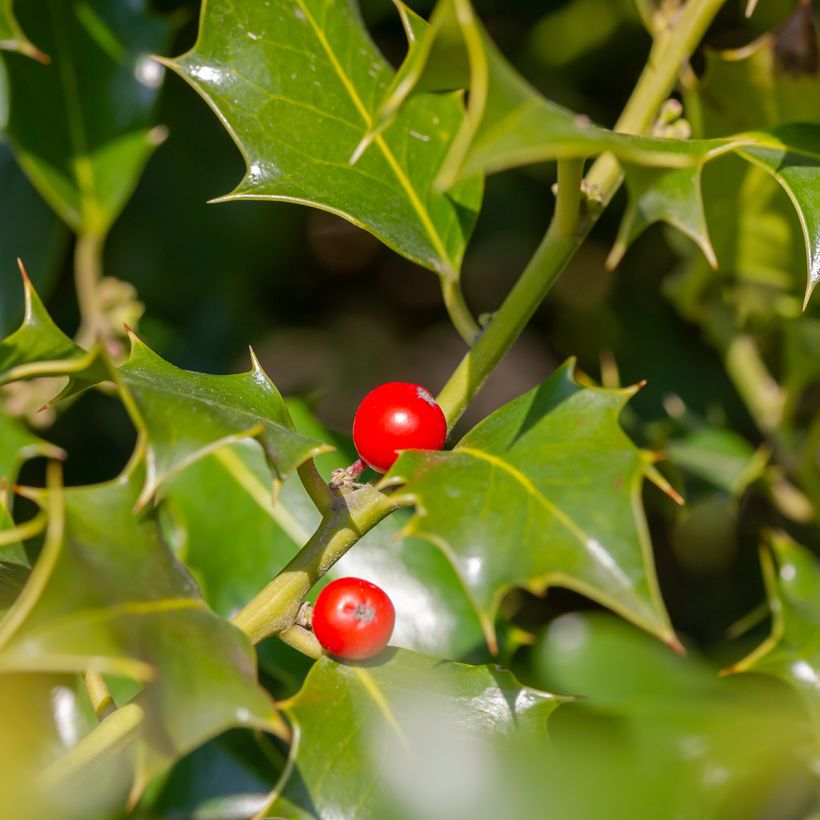 Houx - Ilex meserveae Heckenfee (Harvest)