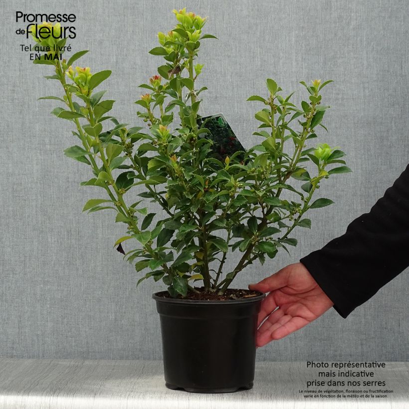 Example of Houx - Ilex meserveae Heckenfee Pot de 2L/3L as you get in printemps
