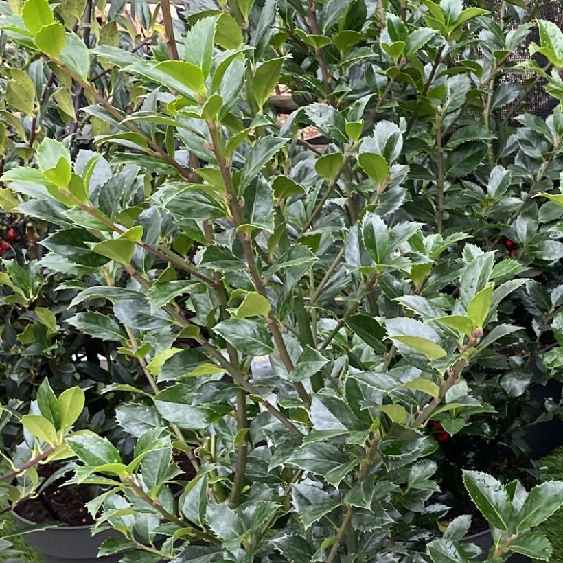 Houx - Ilex x meserveae Heckenpracht (Foliage)
