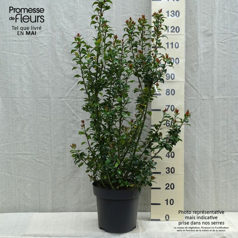 Spécimen de Houx - Ilex (x) meserveae Mesid Pot de 12L/15L tel que livré au printemps