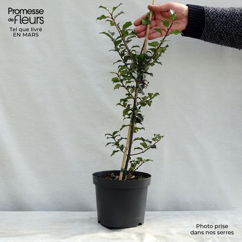 Example of Houx américain - Ilex meserveae Blue Angel Pot de 2L/3L as you get in printemps