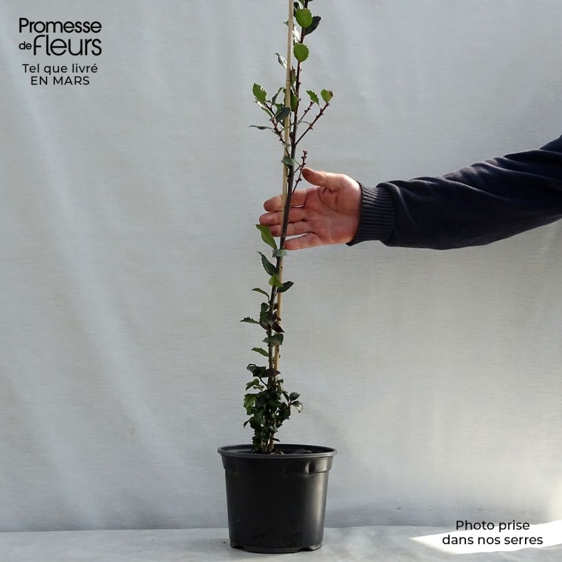 Example of Houx américain- Ilex meserveae Blue Prince  Pot de 2L/3L as you get in printemps