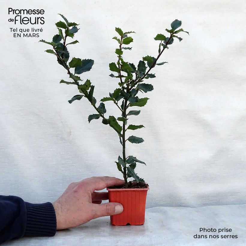 Example of Houx américain- Ilex meserveae Blue Prince  Godet de 8/9 cm as you get in printemps