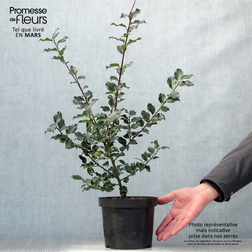 Example of Houx américain - Ilex meserveae Blue princess Pot de 2L/3L as you get in printemps