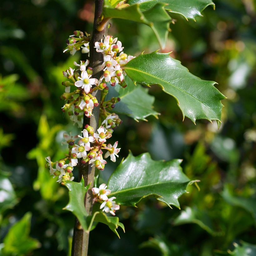 Houx américain - Ilex meserveae Blue princess (Flowering)
