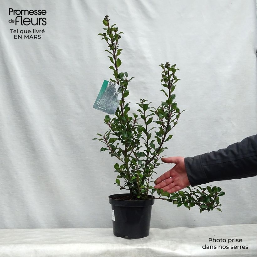 Example of Houx américain - Ilex meserveae Heckenstar Pot de 2L/3L as you get in printemps