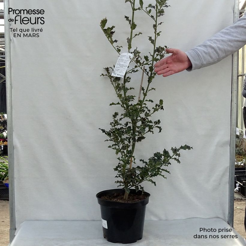 Example of Houx commun - Ilex aquifolium Pot de 7,5L/10L as you get in printemps