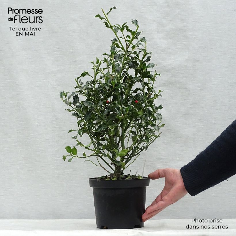 Example of Houx commun - Ilex aquifolium Alaska Pot de 2L/3L as you get in printemps