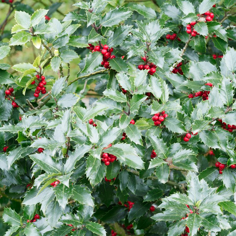Houx commun - Ilex aquifolium Alaska (Foliage)