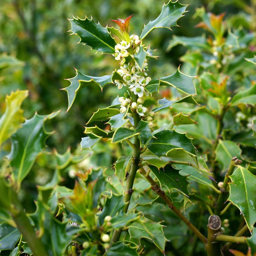 Houx commun - Ilex aquifolium Alaska (Flowering)