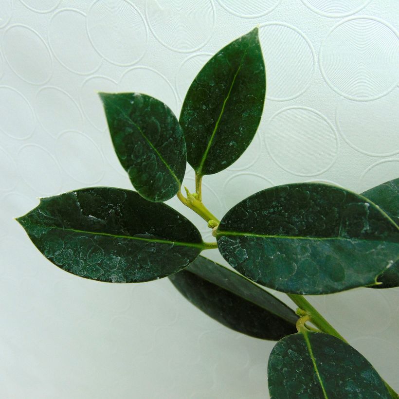 Houx commun - Ilex aquifolium JC Van Tol (Foliage)