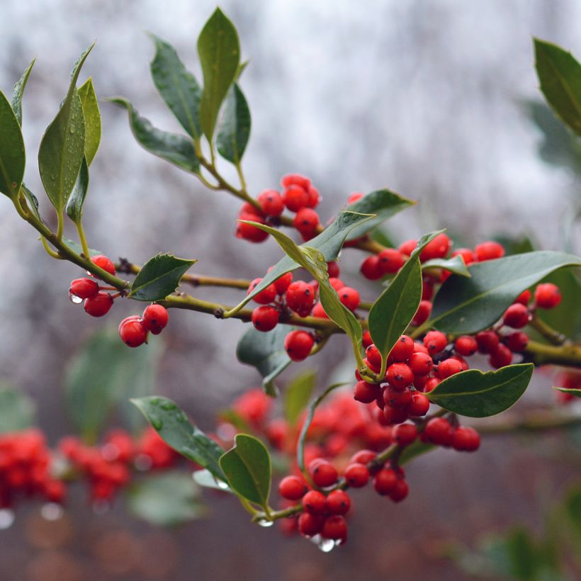 Houx commun - Ilex aquifolium JC Van Tol (Harvest)