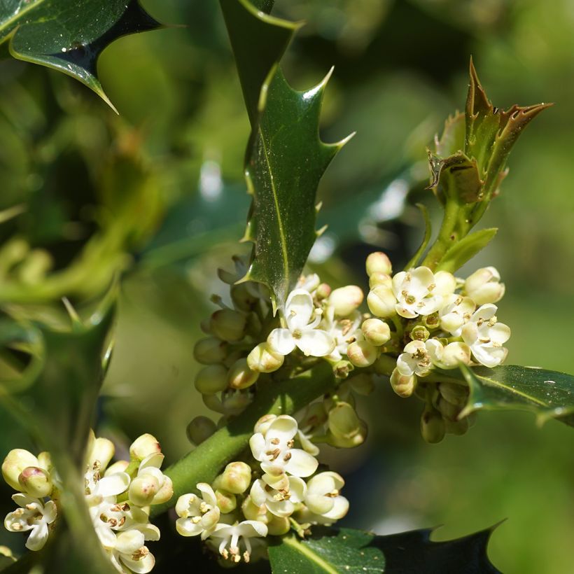 Houx commun - Ilex aquifolium (Flowering)