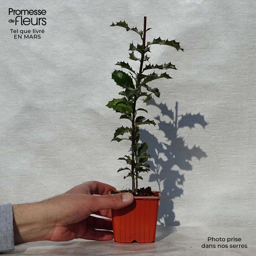 Example of Houx commun - Ilex aquifolium Godet de 8/9 cm as you get in printemps