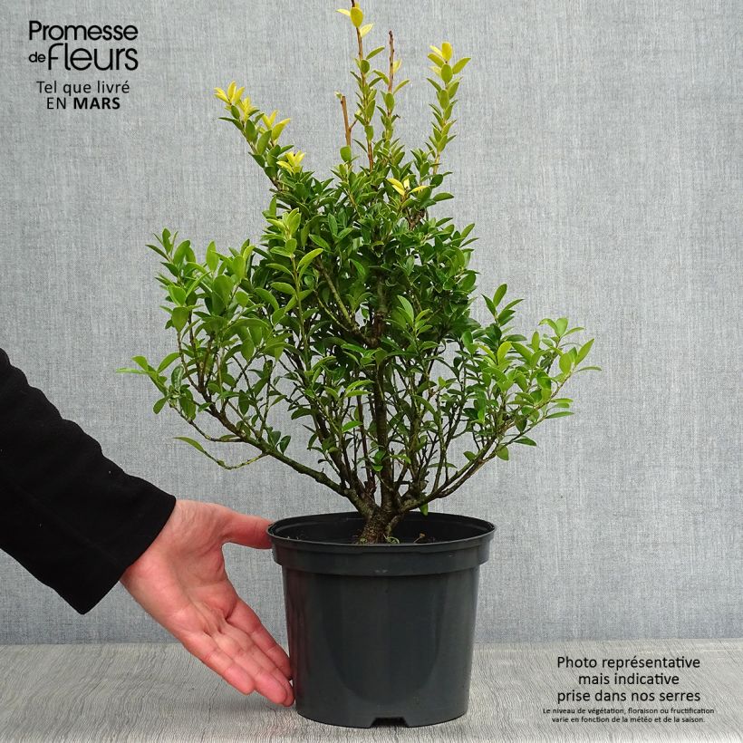 Example of Houx crénelé - Ilex crenata Blondie Pot de 2L/3L as you get in hiver