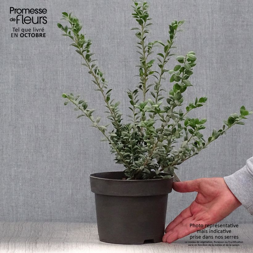 Spécimen de Houx crénelé - Ilex crenata Convexa Pot de 2L/3L tel que livré en automne
