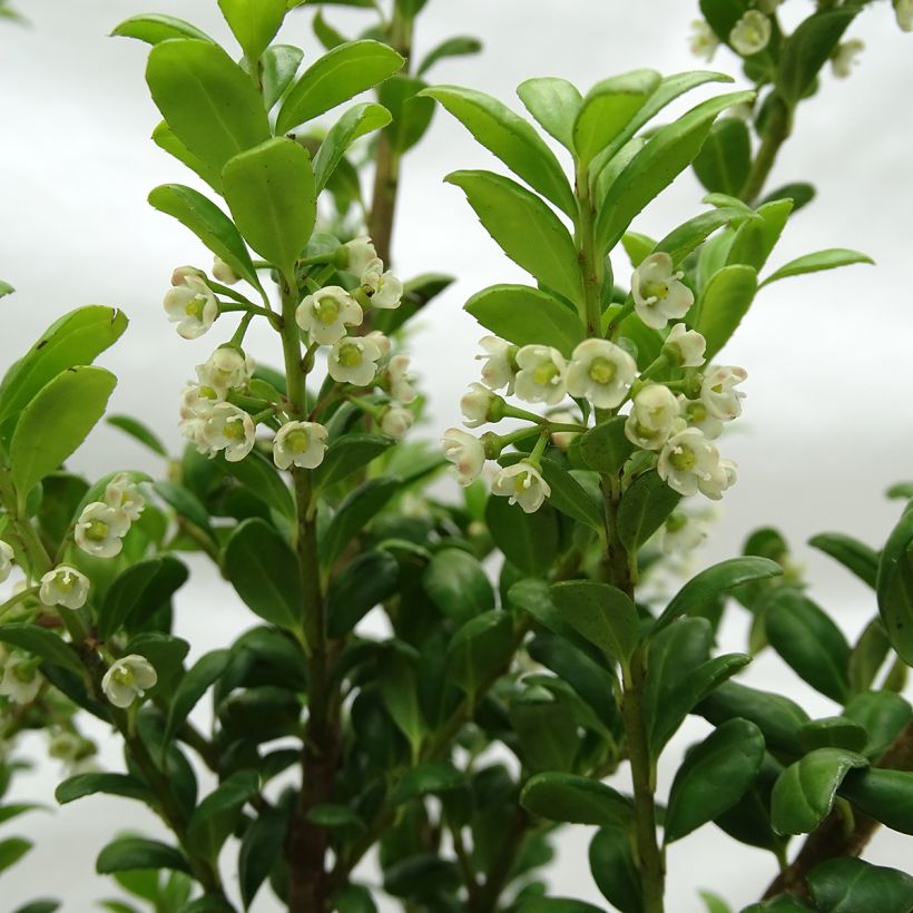 Houx crénelé - Ilex crenata Convexa (Flowering)