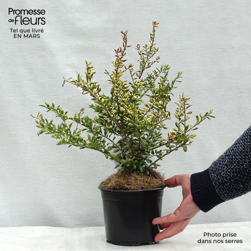 Example of Houx crénelé - Ilex crenata Convexed Gold Pot de 12 cm / 13 cm as you get in printemps