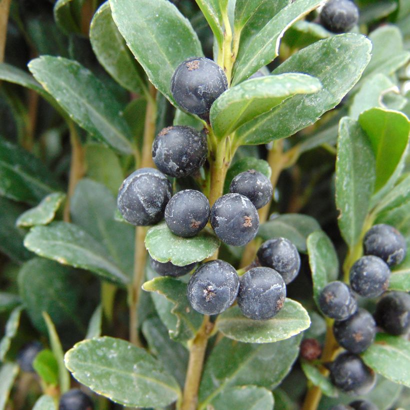 Houx crénelé - Ilex crenata Fastigiata (Harvest)