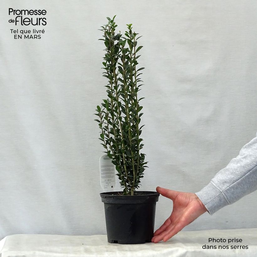 Example of Houx crénelé - Ilex crenata Fastigiata Pot de 3L/4L as you get in printemps