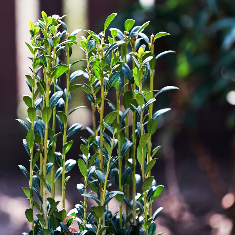 Houx crénelé - Ilex crenata Fastigiata (Foliage)