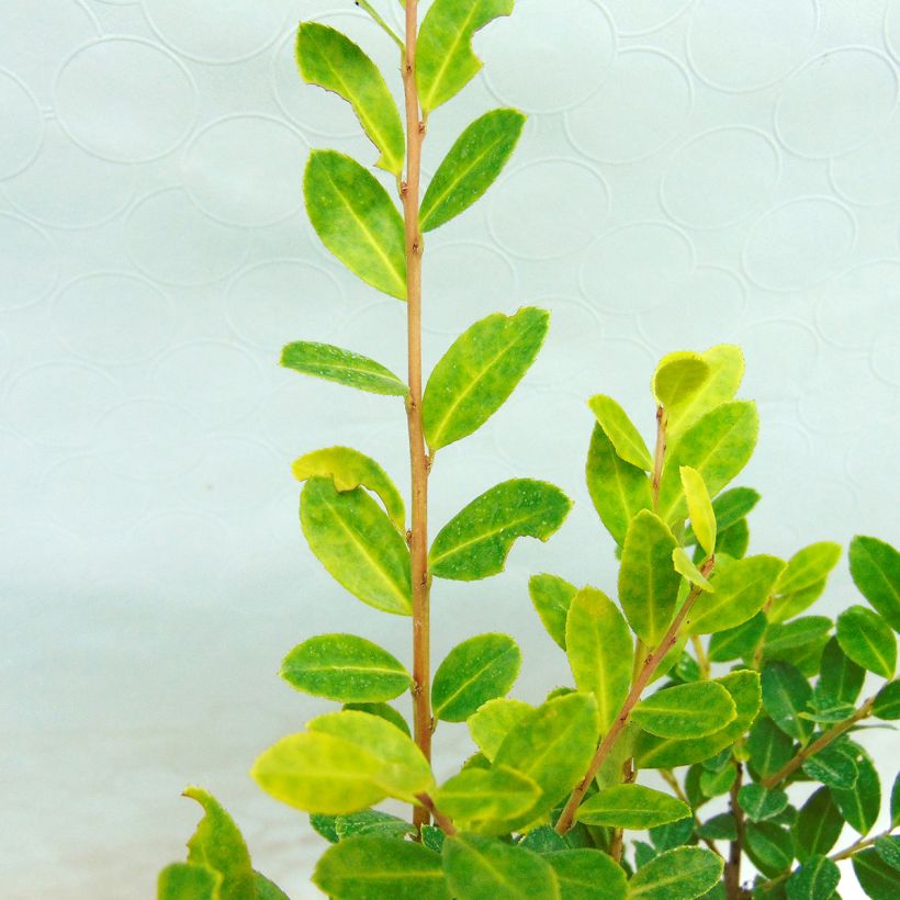 Houx crénelé - Ilex crenata Glory Gem (Foliage)