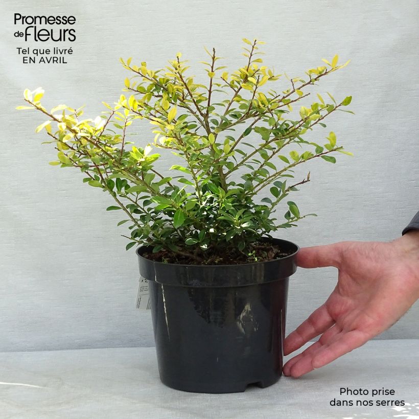 Example of Houx crénelé - Ilex crenata Golden Gem Pot de 2L/3L as you get in printemps