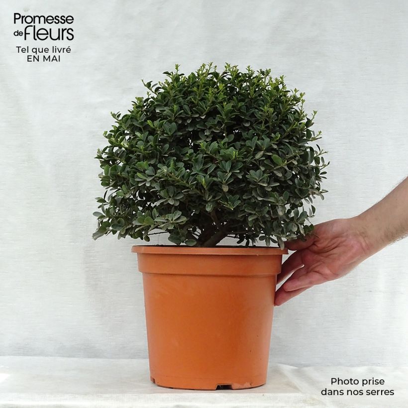 Spécimen de Houx crénelé - Ilex crenata Green Hedge Pot de 7,5L/10L tel que livré au printemps