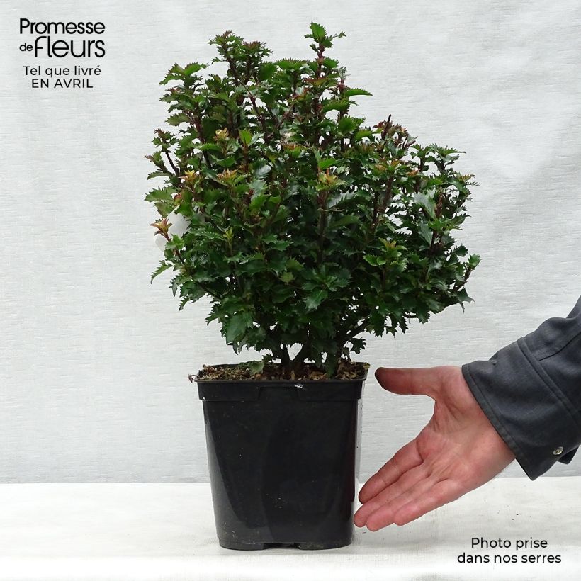 Example of Houx nain - Ilex meserveae Little Rascal  Pot de 2L/3L as you get in printemps