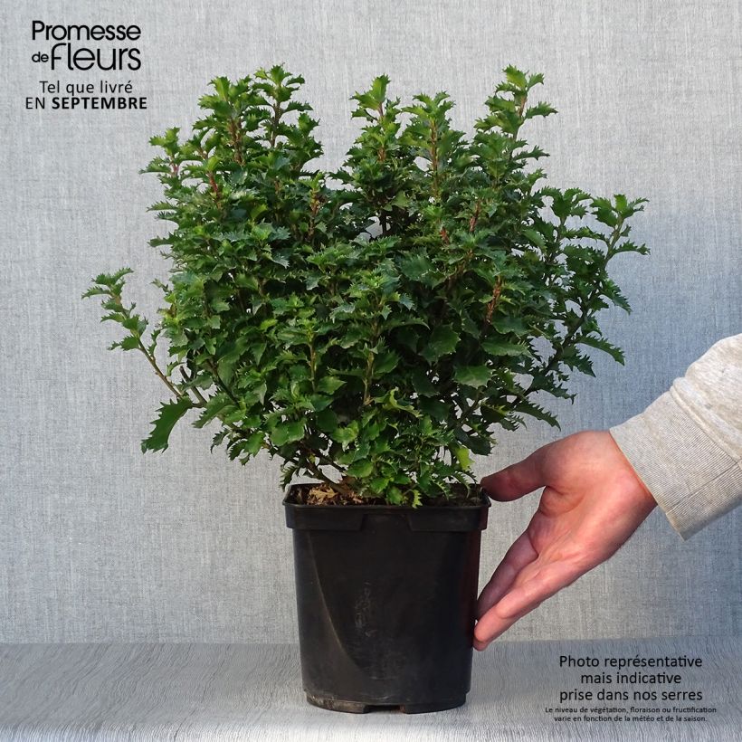 Spécimen de Houx nain - Ilex meserveae Little Rascal  Pot de 2L/3L tel que livré en automne