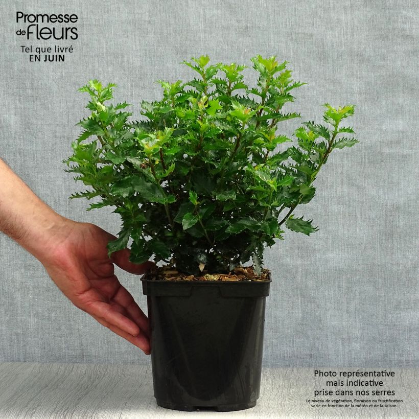 Spécimen de Houx nain - Ilex meserveae Little Rascal  Pot de 2L/3L tel que livré en été