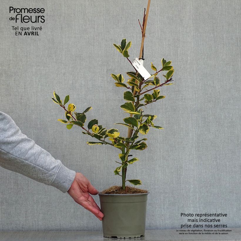 Example of Houx panaché - Ilex Golden King Pot de 2L/3L as you get in printemps