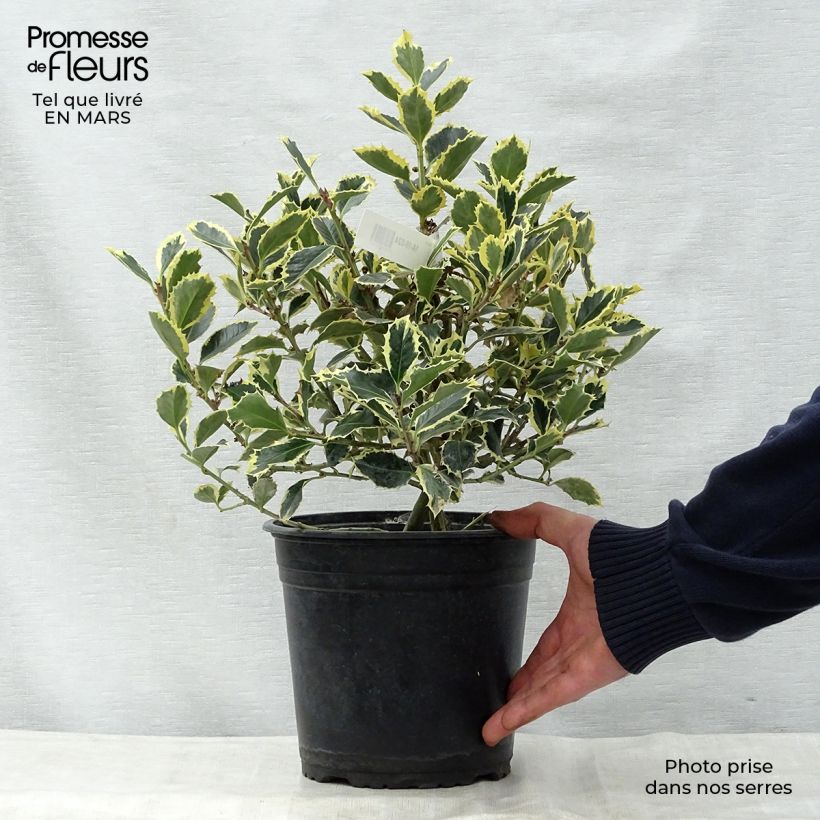 Example of Houx panaché - Ilex aquifolium Argenteomarginata Pot de 2L/3L as you get in printemps
