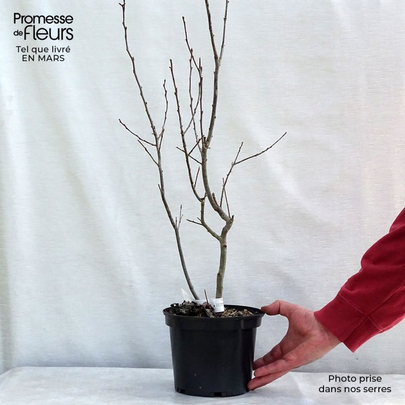 Example of Houx verticillé femelle Maryland Beauty - Ilex verticillata  Pot de 3L/4L as you get in printemps