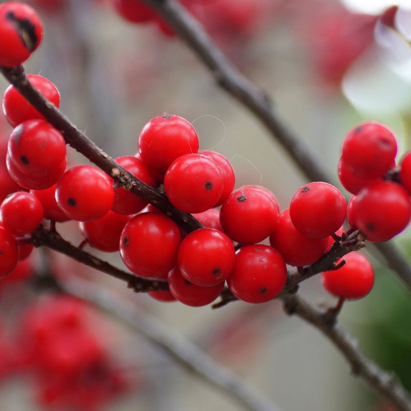 Houx verticillé femelle Maryland Beauty - Ilex verticillata  (Harvest)
