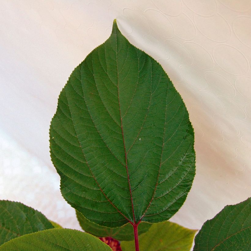 Hovenia dulcis - Raisinier de Chine (Foliage)