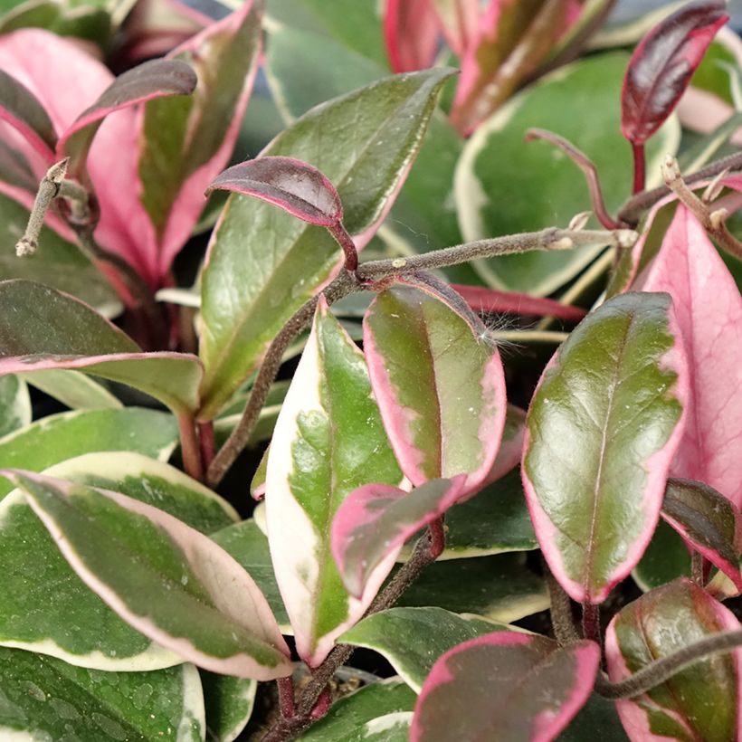 Hoya Flamingo Dream - Fleur de porcelaine (Foliage)