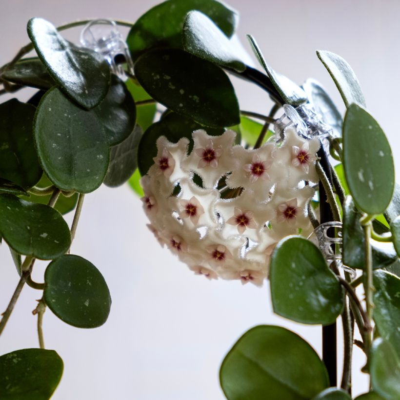 Hoya Mathilde Splash - Fleur de porcelaine (Flowering)