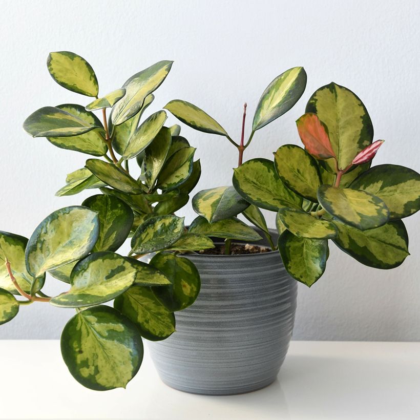 Hoya australis Tricolor - Fleur de porcelaine (Port)