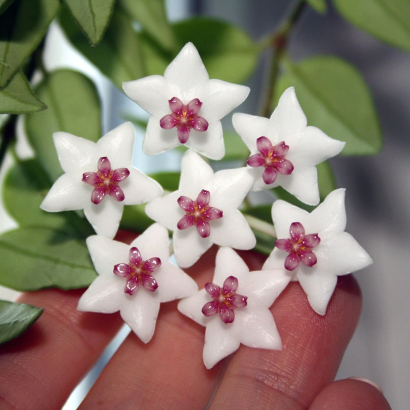 Hoya bella - Fleur de porcelaine (Floraison)