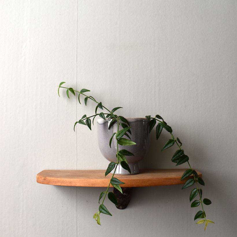 Hoya bella - Fleur de porcelaine (Port)