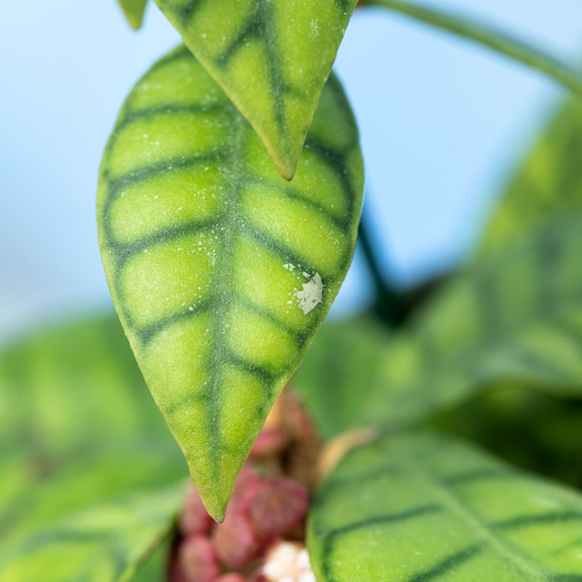 Hoya callistophylla - Fleur de porcelaine (Feuillage)