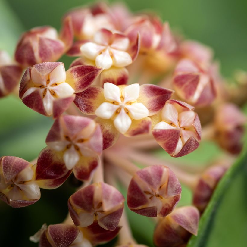 Hoya callistophylla - Fleur de porcelaine (Floraison)