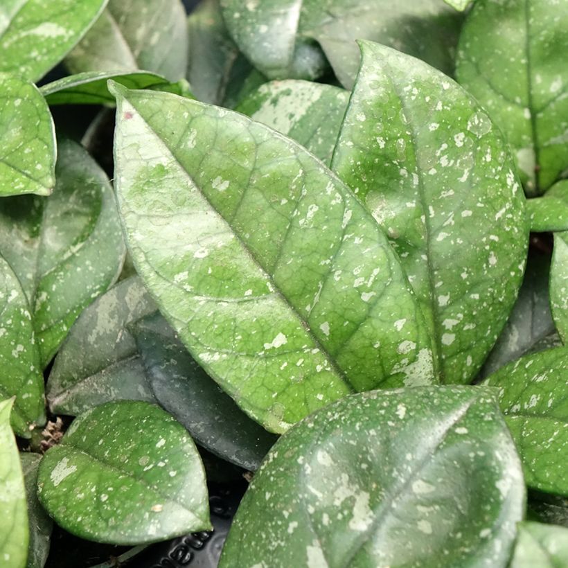 Hoya callistophylla Sabah - Fleur de porcelaine (Foliage)